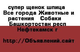 супер щенок шпица - Все города Животные и растения » Собаки   . Башкортостан респ.,Нефтекамск г.